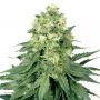White Widow Female Outlet Cannabis Seeds