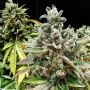 Mendocino Purple Kush Feminized Marijuana Strain by Medical Seeds Co For Sale Online at Cannabis Seeds Outlet