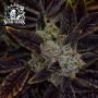 Sensi Seed Bank Tezla OG Smoke Buds Weed Ganja Skunk Dope Pot Images Pics Nuggets