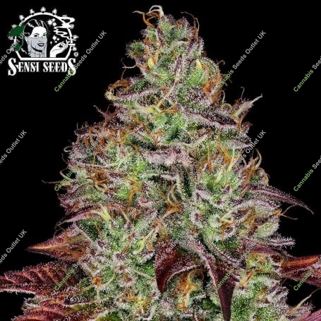 Tezla OG Feminized Marijuana Strain by Sensi Seed Bank For Sale Online at Cannabis Seeds Outlet