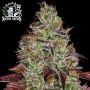 Tezla OG Feminized Marijuana Strain by Sensi Seed Bank For Sale Online at Cannabis Seeds Outlet