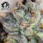 Tezla OG Feminized by Sensi Seed Bank THC Content Potency Strength CBD Height Yield Flowering Time Indica Sativa Genetics