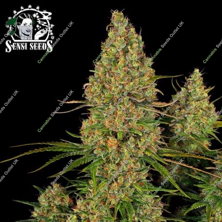Sticky Orange XXL Auto Feminized Marijuana Strain by Sensi Seed Bank For Sale Online at Cannabis Seeds Outlet