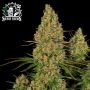 Sticky Orange XXL Auto Feminized Marijuana Strain by Sensi Seed Bank For Sale Online at Cannabis Seeds Outlet