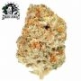 Sensi Seed Bank Sticky Orange XXL Auto Smoke Buds Weed Ganja Skunk Dope Pot Images Pics Nuggets