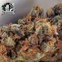 Sticky Orange XXL Auto Feminized by Sensi Seed Bank THC Content Potency Strength CBD Height Yield Flowering Time Indica Sativa G