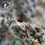 Sensi Seed Bank Purple Cookie Kush Smoke Buds Weed Ganja Skunk Dope Pot Images Pics Nuggets
