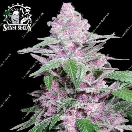 Purple Cookie Kush Feminized Marijuana Strain by Sensi Seed Bank For Sale Online at Cannabis Seeds Outlet