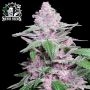 Purple Cookie Kush Feminized Marijuana Strain by Sensi Seed Bank For Sale Online at Cannabis Seeds Outlet