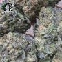 Purple Cookie Kush Feminized by Sensi Seed Bank THC Content Potency Strength CBD Height Yield Flowering Time Indica Sativa Genet