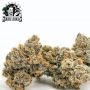 Sensi Seed Bank Critical Runtz Smoke Buds Weed Ganja Skunk Dope Pot Images Pics Nuggets