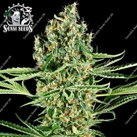 Critical Runtz Feminized Marijuana Strain by Sensi Seed Bank For Sale Online at Cannabis Seeds Outlet
