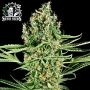 Critical Runtz Feminized Marijuana Strain by Sensi Seed Bank For Sale Online at Cannabis Seeds Outlet