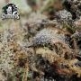 Critical Runtz Feminized by Sensi Seed Bank THC Content Potency Strength CBD Height Yield Flowering Time Indica Sativa Genetics