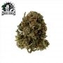 Sensi Seed Bank Blueberry Zkittlez Auto Smoke Buds Weed Ganja Skunk Dope Pot Images Pics Nuggets