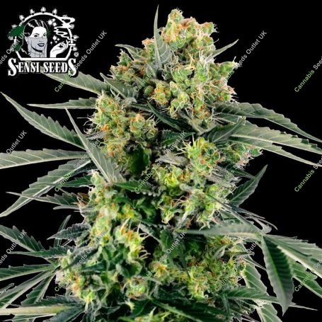 Blueberry Zkittlez Auto Feminized Marijuana Strain by Sensi Seed Bank For Sale Online at Cannabis Seeds Outlet