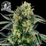 Blueberry Zkittlez Auto Feminized Marijuana Strain by Sensi Seed Bank For Sale Online at Cannabis Seeds Outlet