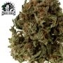 Blueberry Zkittlez Auto Feminized by Sensi Seed Bank THC Content Potency Strength CBD Height Yield Flowering Time Indica Sativa 