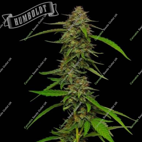 Strawberry Cheesecake Auto Marijuana Strain by Humboldt Seed Company For Sale Online at Cannabis Seeds Outlet