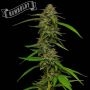 Strawberry Cheesecake Auto Marijuana Strain by Humboldt Seed Company For Sale Online at Cannabis Seeds Outlet