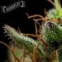Strawberry Cheesecake Auto by Humboldt Seed Company THC Content Potency Strength CBD Height Yield Flowering Time Indica Sativa G