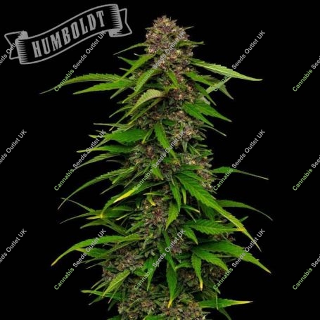 Squirt Auto Feminized Marijuana Strain by Humboldt Seed Company For Sale Online at Cannabis Seeds Outlet