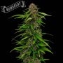 Squirt Auto Feminized Marijuana Strain by Humboldt Seed Company For Sale Online at Cannabis Seeds Outlet