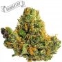 Humboldt Seed Company Squirt Auto Smoke Buds Weed Ganja Skunk Dope Pot Images Pics Nuggets