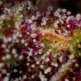 Squirt Auto Feminized by Humboldt Seed Company THC Content Potency Strength CBD Height Yield Flowering Time Indica Sativa Geneti