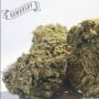 Humboldt Seed Company pineapple Muffin Automatic Smoke Buds Weed Ganja Skunk Dope Pot Images Pics Nuggets