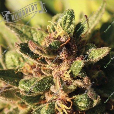 pineapple Muffin Automatic Marijuana Strain by Humboldt Seed Company For Sale Online at Cannabis Seeds Outlet