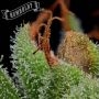 pineapple Muffin Automatic by Humboldt Seed Company THC Content Potency Strength CBD Height Yield Flowering Time Indica Sativa G