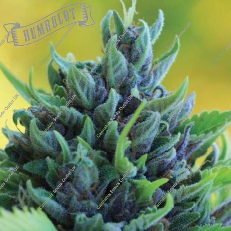 Humboldt Dream Auto Marijuana Strain by Humboldt Seed Company For Sale Online at Cannabis Seeds Outlet
