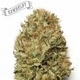 Humboldt Seed Company Humboldt Dream Auto Smoke Buds Weed Ganja Skunk Dope Pot Images Pics Nuggets