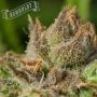 Humboldt Dream Auto by Humboldt Seed Company THC Content Potency Strength CBD Height Yield Flowering Time Indica Sativa Genetics
