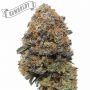 Humboldt Seed Company Jelly Donutz Smoke Buds Weed Ganja Skunk Dope Pot Images Pics Nuggets