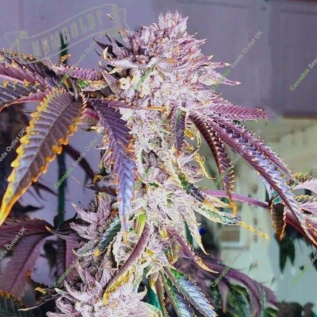 Jelly Donutz Feminized Marijuana Strain by Humboldt Seed Company For Sale Online at Cannabis Seeds Outlet