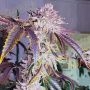 Jelly Donutz Feminized Marijuana Strain by Humboldt Seed Company For Sale Online at Cannabis Seeds Outlet