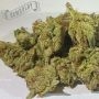 Jelly Donutz Feminized by Humboldt Seed Company THC Content Potency Strength CBD Height Yield Flowering Time Indica Sativa Genet