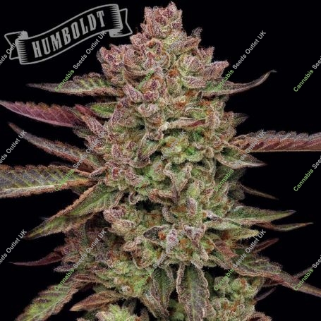 Gazzurple Feminized Marijuana Strain by Humboldt Seed Company For Sale Online at Cannabis Seeds Outlet