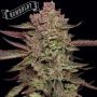 Gazzurple Feminized Marijuana Strain by Humboldt Seed Company For Sale Online at Cannabis Seeds Outlet