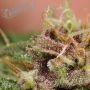 Gazzurple Feminized by Humboldt Seed Company THC Content Potency Strength CBD Height Yield Flowering Time Indica Sativa Genetics