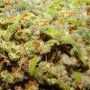 California Octane Feminized by Humboldt Seed Company THC Content Potency Strength CBD Height Yield Flowering Time Indica Sativa 
