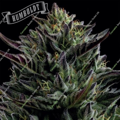 California Octane Feminized Marijuana Strain by Humboldt Seed Company For Sale Online at Cannabis Seeds Outlet