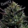 California Octane Feminized Marijuana Strain by Humboldt Seed Company For Sale Online at Cannabis Seeds Outlet