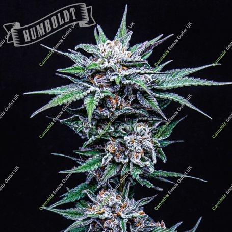 Blueberry Pancakes Feminized Marijuana Strain by Humboldt Seed Company For Sale Online at Cannabis Seeds Outlet
