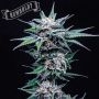 Blueberry Pancakes Feminized Marijuana Strain by Humboldt Seed Company For Sale Online at Cannabis Seeds Outlet
