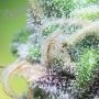 Blueberry Pancakes Feminized by Humboldt Seed Company THC Content Potency Strength CBD Height Yield Flowering Time Indica Sativa