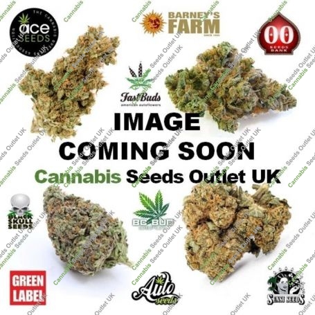 Kick Ass Zamal Feminized Marijuana Strain by Flash Seeds For Sale Online at Cannabis Seeds Outlet