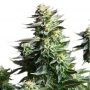 Amnesia Haze Feminized Outlet Cannabis Seeds